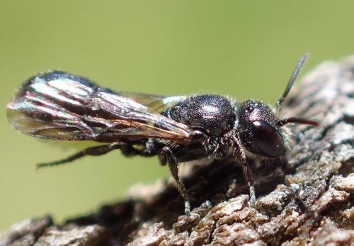 Réf. 262 661 : Chelostoma sp.